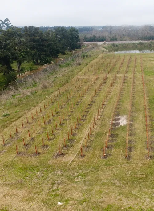 Vista aérea de árboles plantados en PIR5