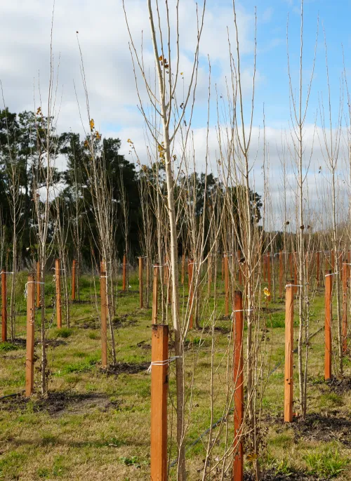 Plantación de árboles